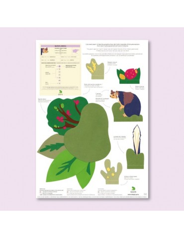 L'écureuil géant d'Inde et...